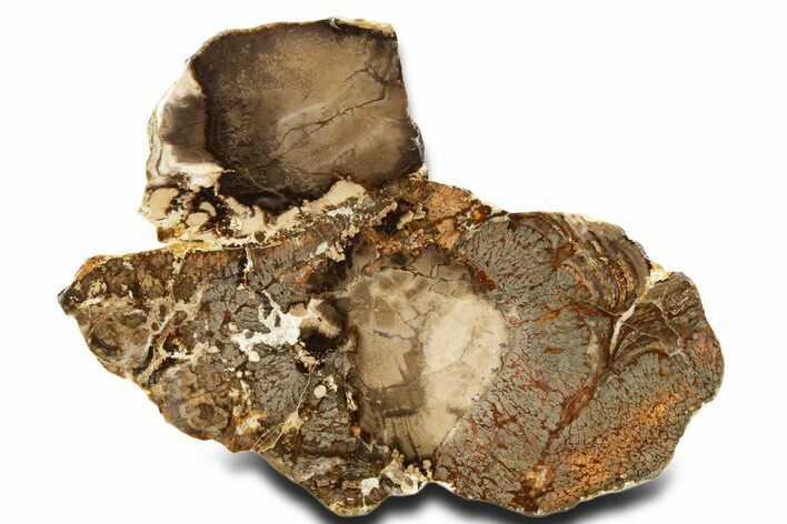 Stromatolite Covered Petrified Plume Wood Slab - Oregon #338172